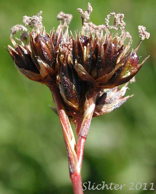 Close-up of the inflorescence of Merten's Rush: Juncus mertensianus (Synonyms: Juncus duranii, Juncus mertensianus var. duranii, Juncus mertensianus var. filifolius, Juncus slwookoorum) in fruit.