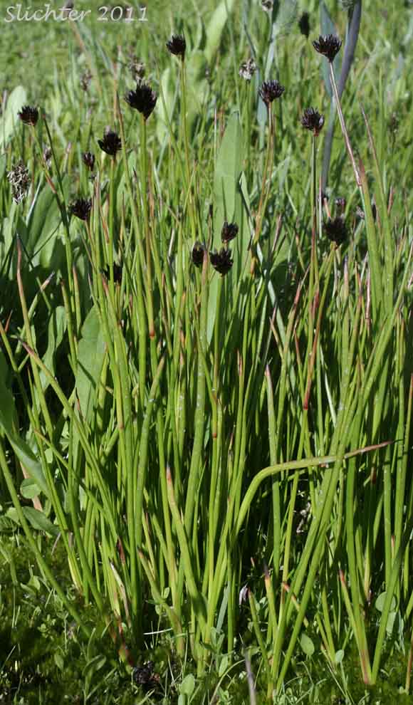Merten's Rush: Juncus mertensianus (Synonyms: Juncus duranii, Juncus mertensianus var. duranii, Juncus mertensianus var. filifolius, Juncus slwookoorum)