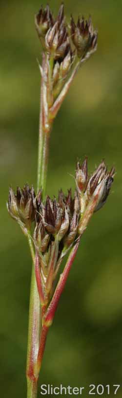 Sierra Rush: Juncus nevadensis var. nevadensis (Synonyms: Juncus badius, Juncus columbianus, Juncus dubius, Juncus mertensianus ssp. gracilis, Juncus nevadensis var. badius, Juncus nevadensis var. columbianus)