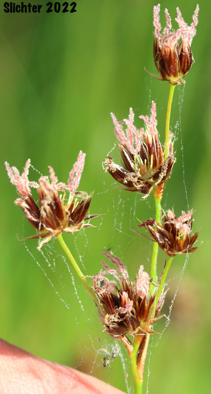 Sierra Rush: Juncus nevadensis var. nevadensis (Synonyms: Juncus badius, Juncus columbianus, Juncus dubius, Juncus mertensianus ssp. gracilis, Juncus nevadensis var. badius, Juncus nevadensis var. columbianus)