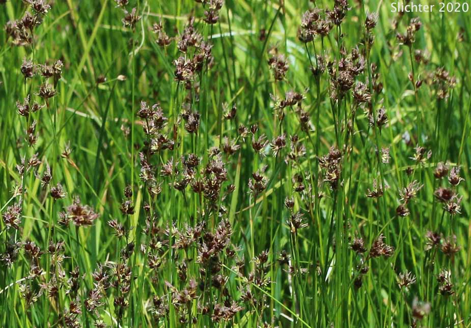 Sierra Rush: Juncus nevadensis var. nevadensis (Synonyms: Juncus badius, Juncus columbianus, Juncus dubius, Juncus mertensianus ssp. gracilis, Juncus nevadensis var. badius, Juncus nevadensis var. columbianus)