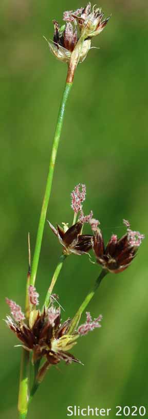 Sierra Rush: Juncus nevadensis var. nevadensis (Synonyms: Juncus badius, Juncus columbianus, Juncus dubius, Juncus mertensianus ssp. gracilis, Juncus nevadensis var. badius, Juncus nevadensis var. columbianus)