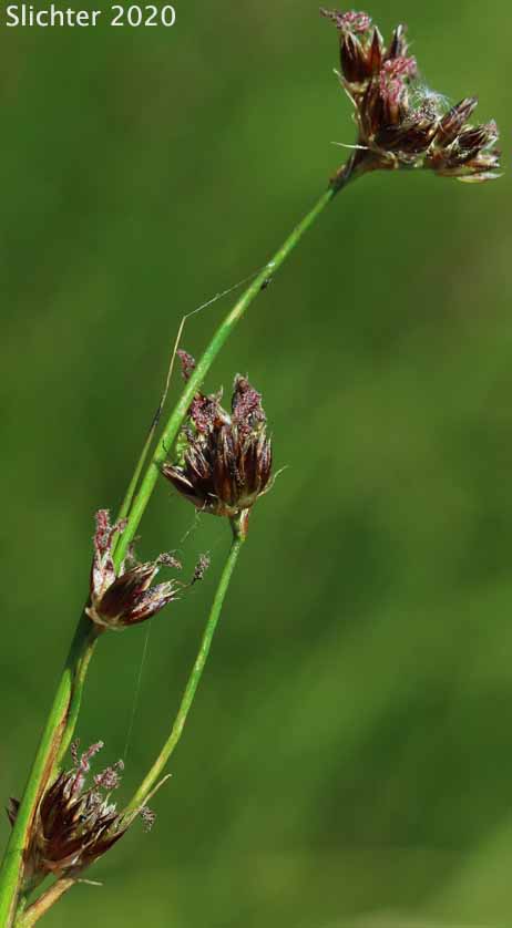 Sierra Rush: Juncus nevadensis var. nevadensis (Synonyms: Juncus badius, Juncus columbianus, Juncus dubius, Juncus mertensianus ssp. gracilis, Juncus nevadensis var. badius, Juncus nevadensis var. columbianus)