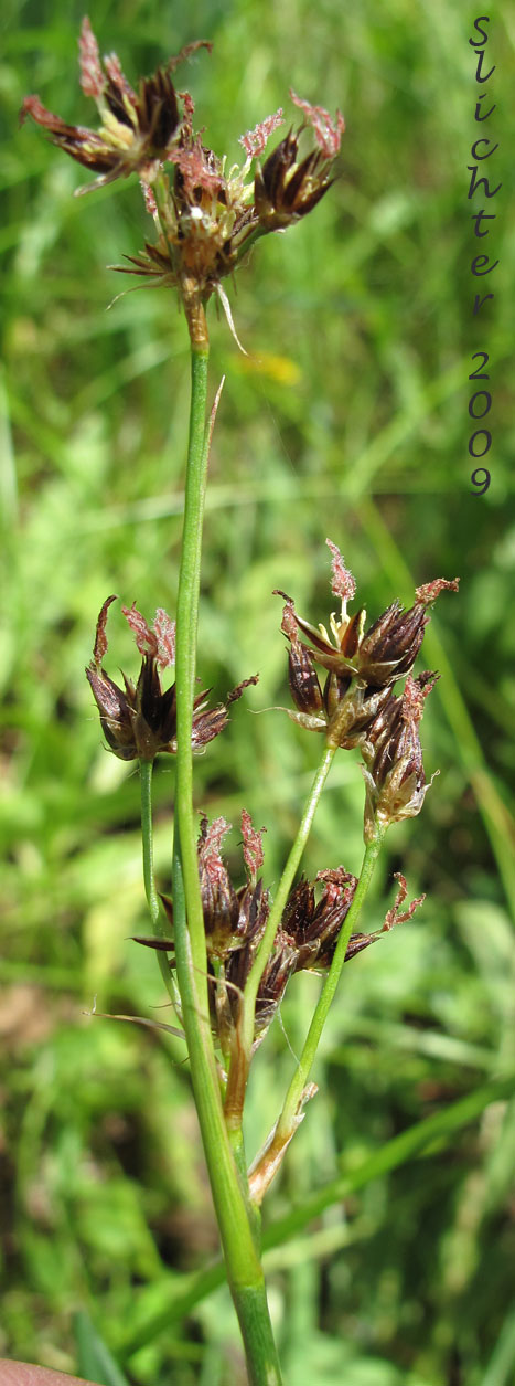 Inflorescence of Sierra Rush: Juncus nevadensis var. nevadensis (Synonyms: Juncus badius, Juncus columbianus, Juncus dubius, Juncus mertensianus ssp. gracilis, Juncus nevadensis var. badius, Juncus nevadensis var. columbianus)