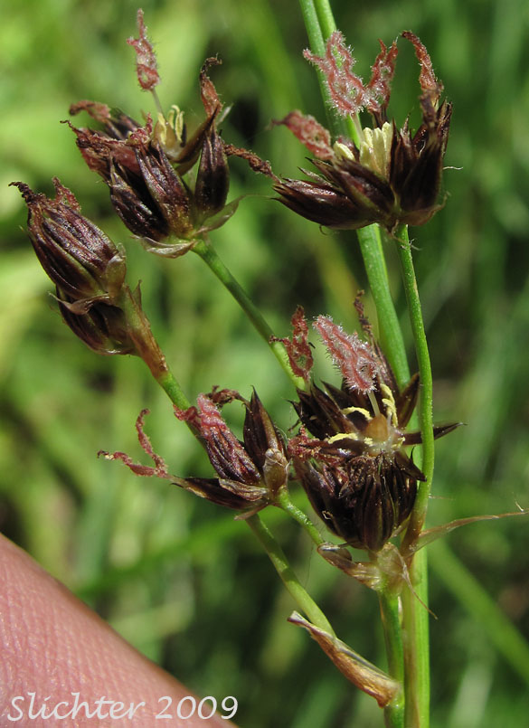 Inflorescence of Sierra Rush: Juncus nevadensis var. nevadensis (Synonyms: Juncus badius, Juncus columbianus, Juncus dubius, Juncus mertensianus ssp. gracilis, Juncus nevadensis var. badius, Juncus nevadensis var. columbianus)