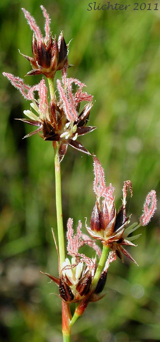 Close-up of an inflorescence of Sierra Rush: Juncus nevadensis var. nevadensis (Synonyms: Juncus badius, Juncus columbianus, Juncus dubius, Juncus mertensianus ssp. gracilis, Juncus nevadensis var. badius, Juncus nevadensis var. columbianus)