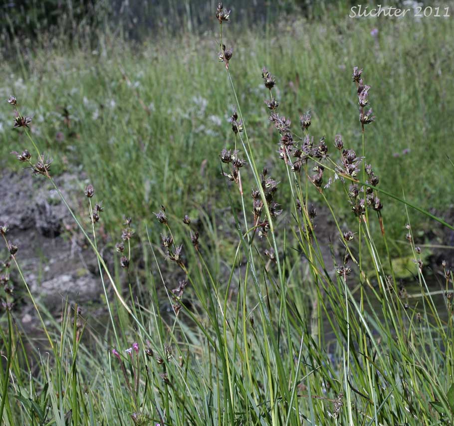 Sierra Rush: Juncus nevadensis var. nevadensis (Synonyms: Juncus badius, Juncus columbianus, Juncus dubius, Juncus mertensianus ssp. gracilis, Juncus nevadensis var. badius, Juncus nevadensis var. columbianus)