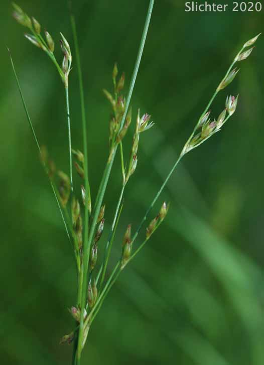 Foothill Rush, Shortleaf Rush: Juncus trilocularis (Synonym: Juncus brachyphyllus, true J. brachyphyllus is found east of the Rocky Mts.)