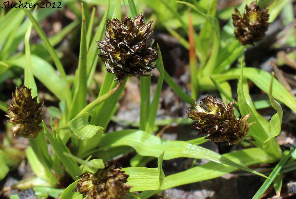 Spiked Woodrush: Luzula spicata (Synonym: Juncus spicatus)