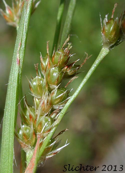 Pacific Woodrush: Luzula comosa var. laxa