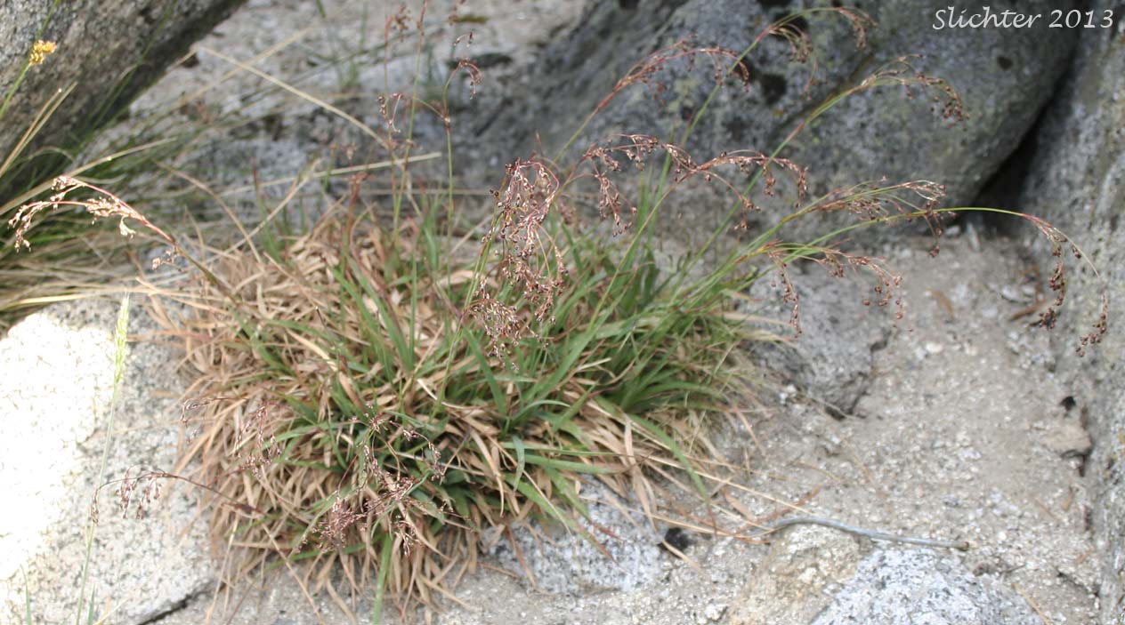 Piper's Woodrush: Luzula piperi (Synonym: Luzula wahlenbergii)