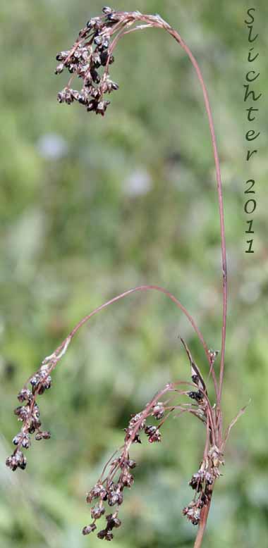 Pendant inflorescence of Small-flowered Woodrush: Luzula parviflora (Synonyms: Juncus parviflorus, Luzula divaricata, Luzula fastigiata, Luzula parviflora ssp. fastigiata, Luzula parviflora var. melanocarpa, Luzula parviflora ssp. melanocarpa, Luzula parviflora ssp. parviflora, Luzula parviflora var. parviflora)