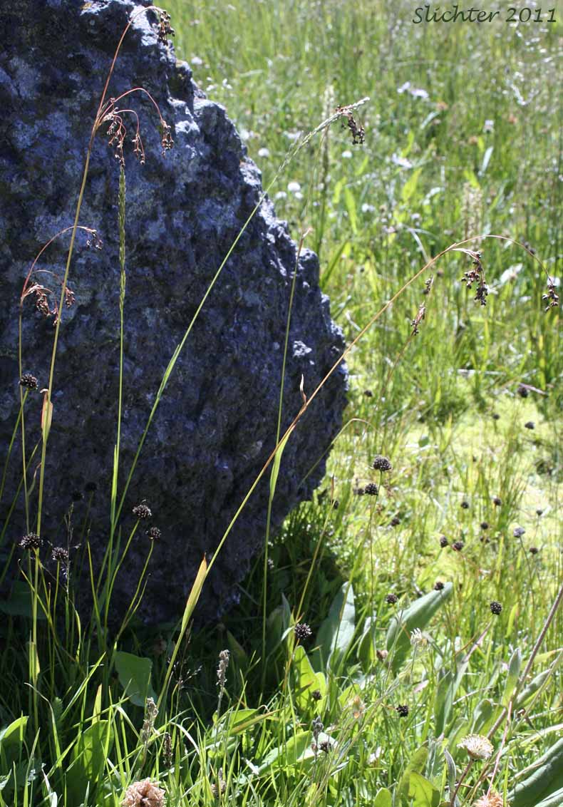 Small-flowered Woodrush: Luzula parviflora (Synonyms: Juncus parviflorus, Luzula divaricata, Luzula fastigiata, Luzula parviflora ssp. fastigiata, Luzula parviflora var. melanocarpa, Luzula parviflora ssp. melanocarpa, Luzula parviflora ssp. parviflora, Luzula parviflora var. parviflora)