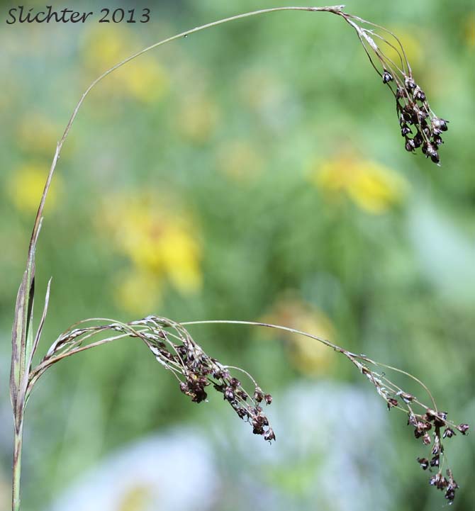 Small-flowered Woodrush: Luzula parviflora (Synonyms: Juncus parviflorus, Luzula divaricata, Luzula fastigiata, Luzula parviflora ssp. fastigiata, Luzula parviflora var. melanocarpa, Luzula parviflora ssp. melanocarpa, Luzula parviflora ssp. parviflora, Luzula parviflora var. parviflora)