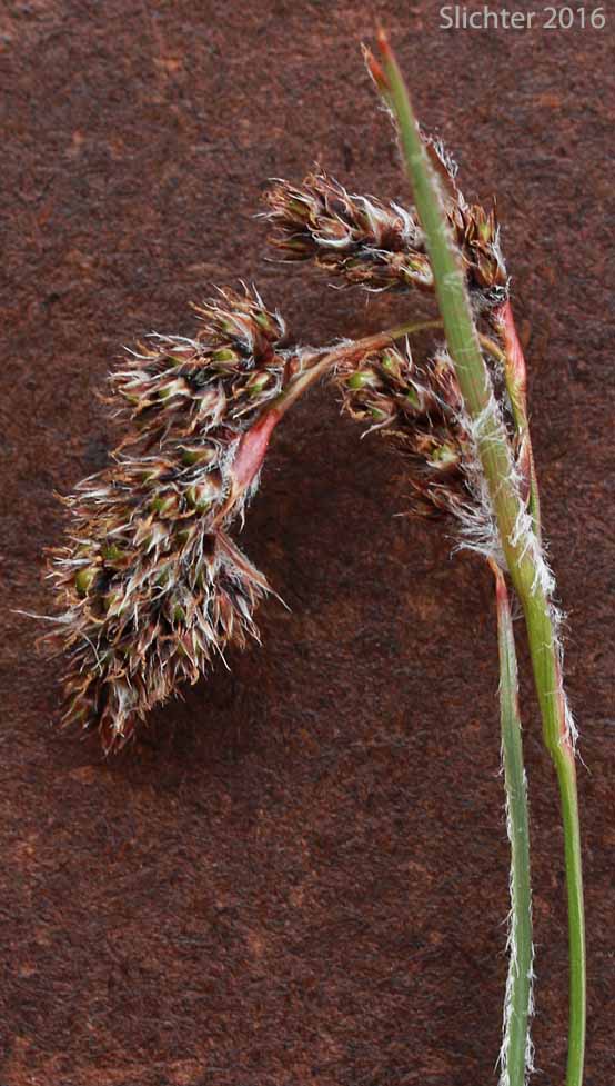 Spiked Woodrush: Luzula spicata (Synonym: Juncus spicatus)