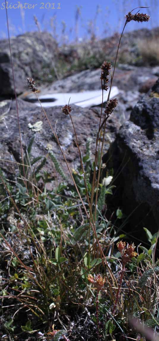 Spiked Woodrush: Luzula spicata (Synonym: Juncus spicatus)