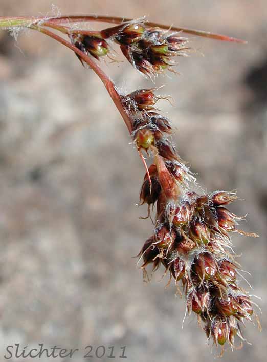 Inflorescence of Spiked Woodrush: Luzula spicata (Synonym: Juncus spicatus)