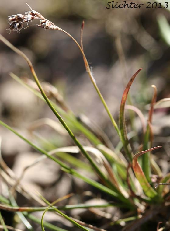 Spiked Woodrush: Luzula spicata (Synonym: Juncus spicatus)