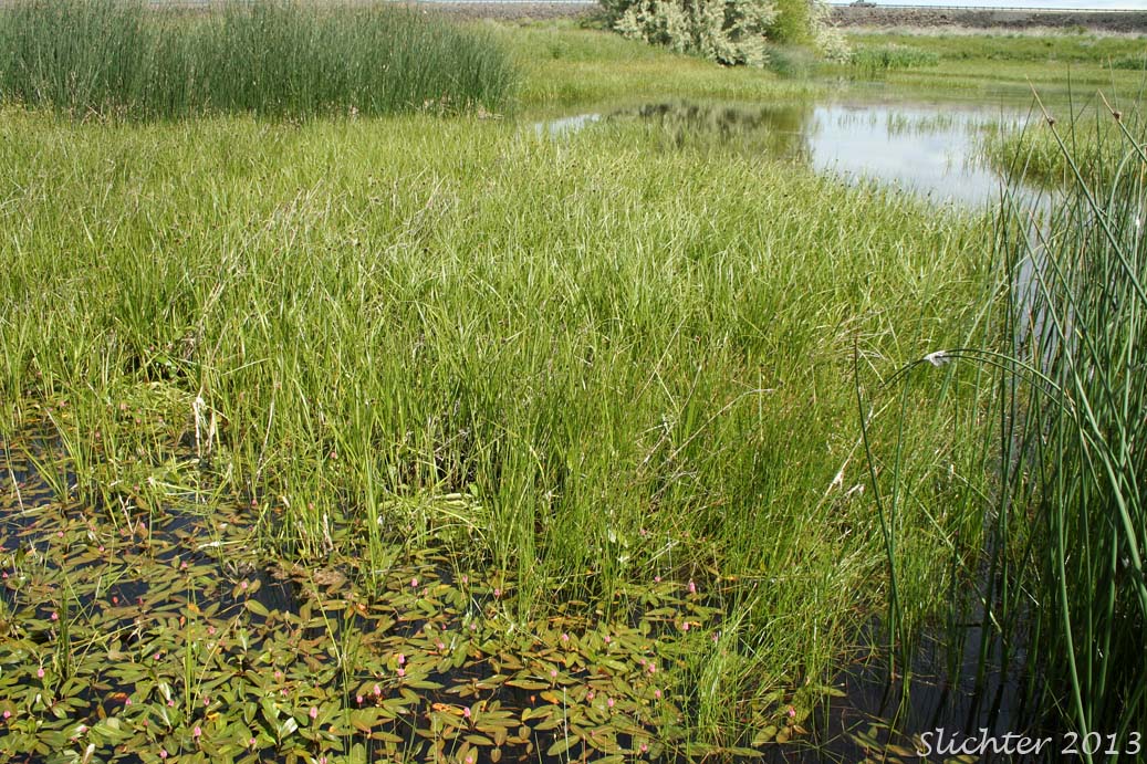 Cosmopolitan Bulrush, Salt-marsh Bulrush, Seacoast Bulrush: Bolboschoenus maritimus (Synonyms: Bolboschoenus maritimus ssp. paludosus, Bolboschoenus maritimus var. paludosus, Bolboschoenus paludosus, Scirpus fernaldii, Scirpus maritimus, Scripus maritimus var. fernaldii, Scirpus maritimus var. paludosus, Scirpus pacificus, Scirpus paludosus, Scirpus paludosus var. atlanticus)