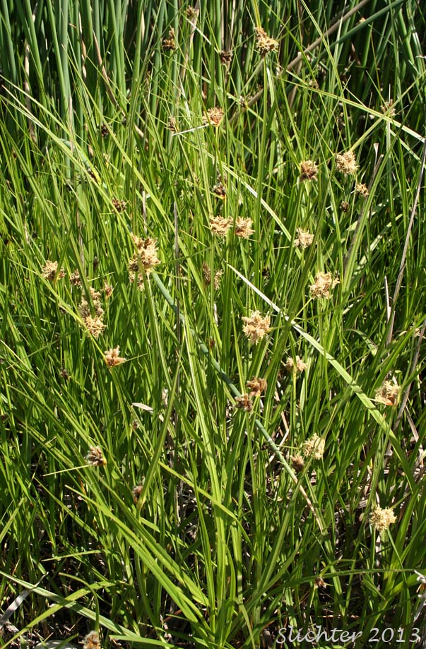 Cosmopolitan Bulrush, Salt-marsh Bulrush, Seacoast Bulrush: Bolboschoenus maritimus (Synonyms: Bolboschoenus maritimus ssp. paludosus, Bolboschoenus maritimus var. paludosus, Bolboschoenus paludosus, Scirpus fernaldii, Scirpus maritimus, Scripus maritimus var. fernaldii, Scirpus maritimus var. paludosus, Scirpus pacificus, Scirpus paludosus, Scirpus paludosus var. atlanticus)