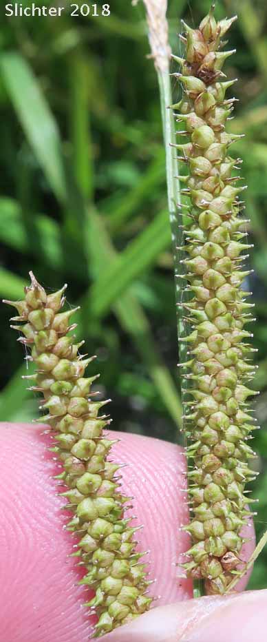Ample-leaved Sedge, Bigleaf Sedge,Big-leaf Sedge: Carex amplifolia