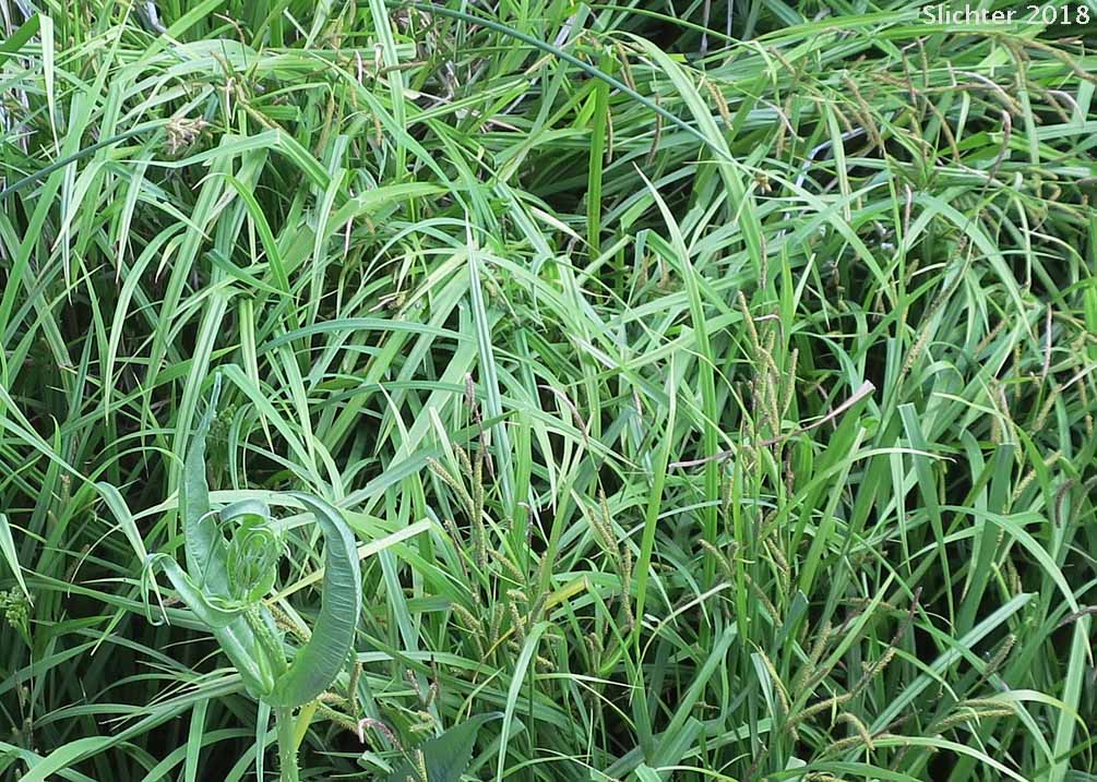 Habitat of Ample-leaved Sedge, Bigleaf Sedge,Big-leaf Sedge: Carex amplifolia