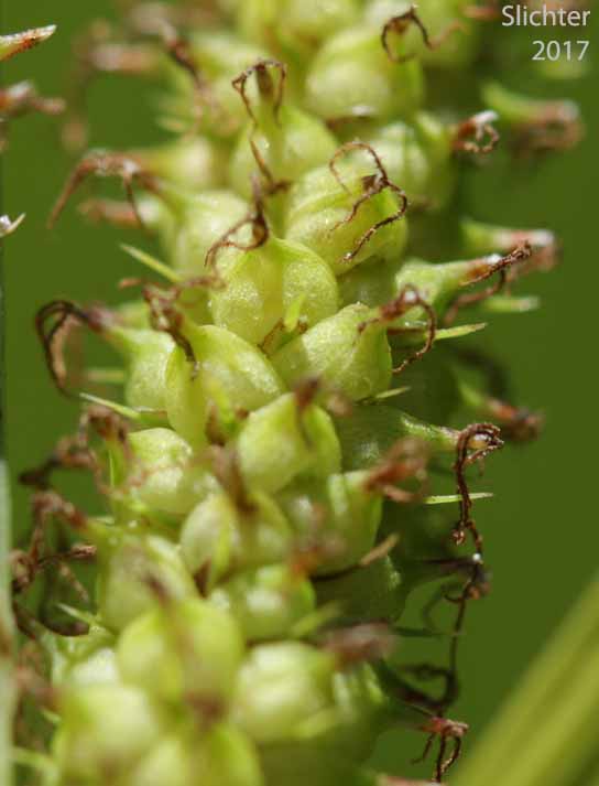 Inflorescence of Ample-leaved Sedge, Bigleaf Sedge,Big-leaf Sedge: Carex amplifolia