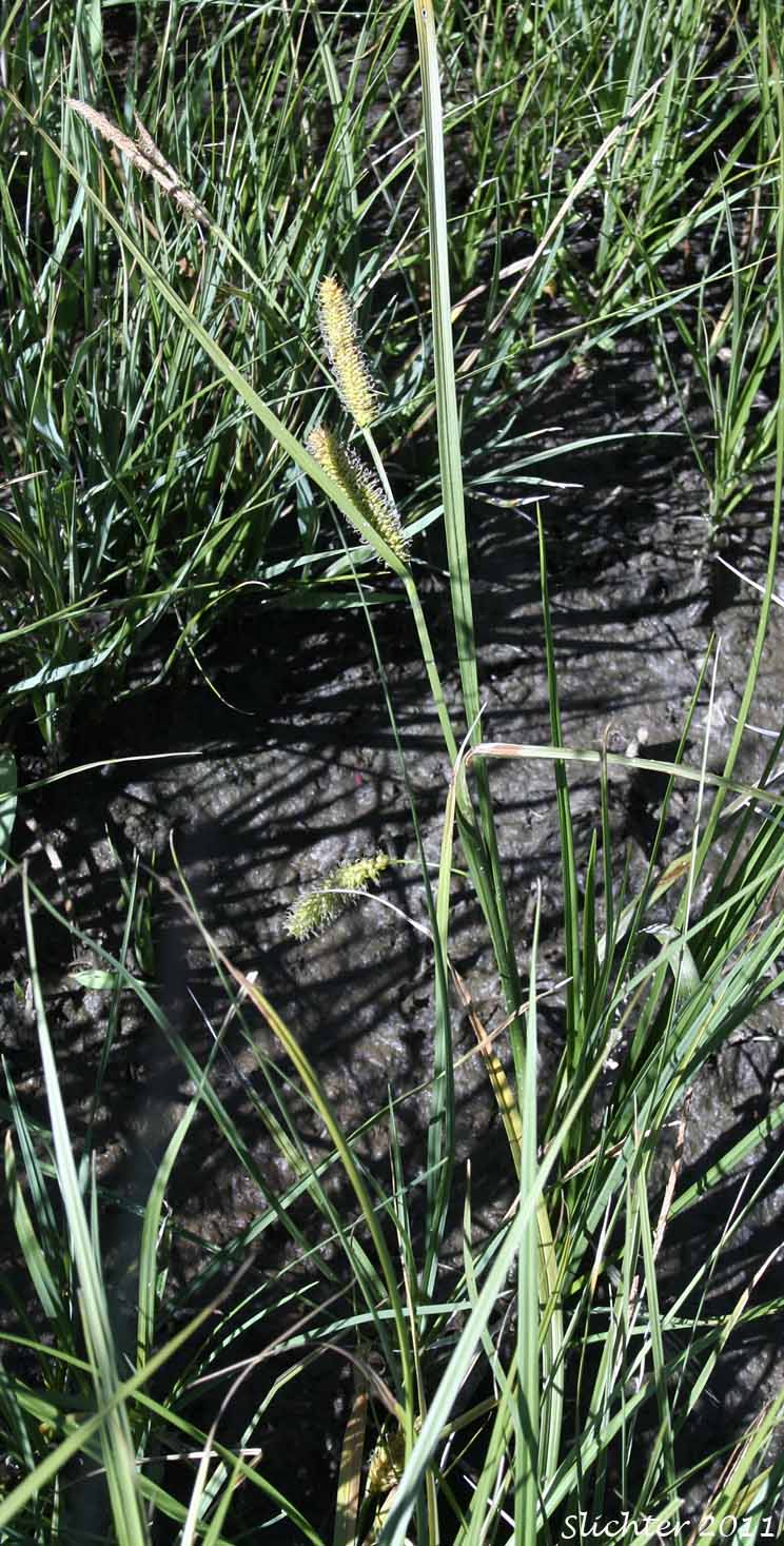 Ample-leaved Sedge, Bigleaf Sedge,Big-leaf Sedge: Carex amplifolia