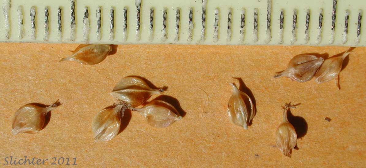 Close-up of the perigynia of Ample-leaved Sedge, Bigleaf Sedge,Big-leaf Sedge: Carex amplifolia