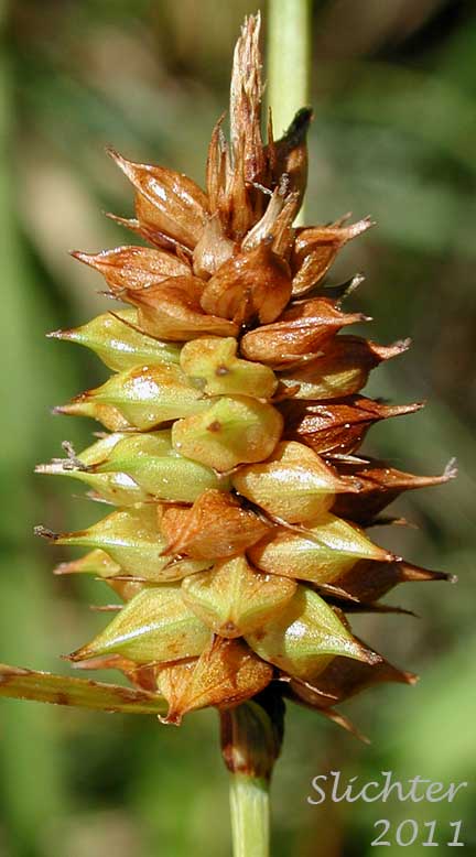 Androgynous (male flowers above the female) lateral spike of Ample-leaved Sedge, Bigleaf Sedge,Big-leaf Sedge: Carex amplifolia