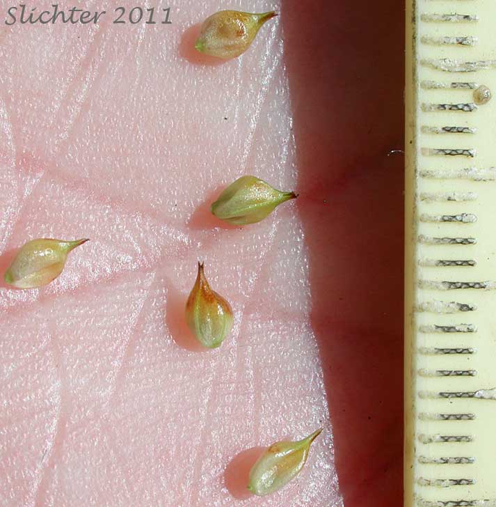 Perigynia of Ample-leaved Sedge, Bigleaf Sedge,Big-leaf Sedge: Carex amplifolia