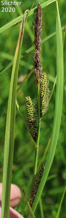 Inflorescence of Water Sedge: Carex aquatilis var. aquatilis (Synonyms: Carex acutinella, Carex aquatilis ssp. altior, Carex aquatilis var. altior, Carex aquatilis var. substricta, Carex interimus, Carex pachystoma, Carex substricta, Carex suksdorfii, Carex variabilis)