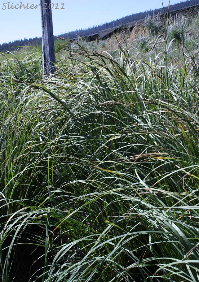 Water Sedge: Carex aquatilis var. aquatilis (Synonyms: Carex acutinella, Carex aquatilis ssp. altior, Carex aquatilis var. altior, Carex aquatilis var. substricta, Carex interimus, Carex pachystoma, Carex substricta, Carex suksdorfii, Carex variabilis)