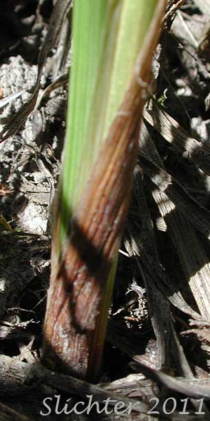Chestnut-colored plant base of Water Sedge: Carex aquatilis var. aquatilis (Synonyms: Carex acutinella, Carex aquatilis ssp. altior, Carex aquatilis var. altior, Carex aquatilis var. substricta, Carex interimus, Carex pachystoma, Carex substricta, Carex suksdorfii, Carex variabilis)