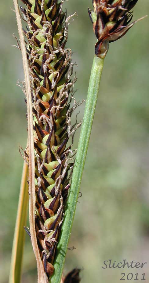 Lateral female spike of Water Sedge: Carex aquatilis var. aquatilis (Synonyms: Carex acutinella, Carex aquatilis ssp. altior, Carex aquatilis var. altior, Carex aquatilis var. substricta, Carex interimus, Carex pachystoma, Carex substricta, Carex suksdorfii, Carex variabilis)