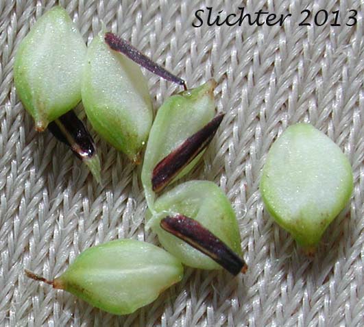 Perigynia of Water Sedge: Carex aquatilis var. aquatilis (Synonyms: Carex acutinella, Carex aquatilis ssp. altior, Carex aquatilis var. altior, Carex aquatilis var. substricta, Carex interimus, Carex pachystoma, Carex substricta, Carex suksdorfii, Carex variabilis)