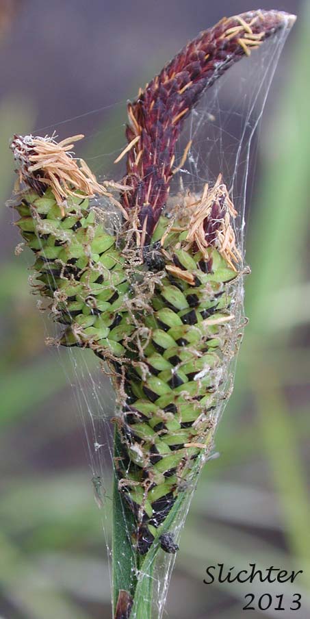 Inflorescence of Water Sedge: Carex aquatilis var. aquatilis (Synonyms: Carex acutinella, Carex aquatilis ssp. altior, Carex aquatilis var. altior, Carex aquatilis var. substricta, Carex interimus, Carex pachystoma, Carex substricta, Carex suksdorfii, Carex variabilis)