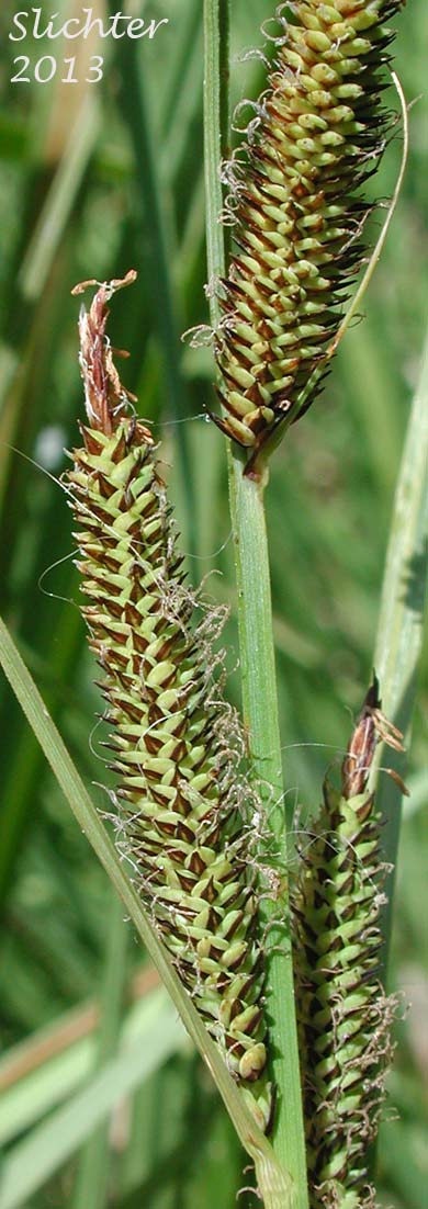 Close-up of the inflorescence of Water Sedge: Carex aquatilis var. aquatilis (Synonyms: Carex acutinella, Carex aquatilis ssp. altior, Carex aquatilis var. altior, Carex aquatilis var. substricta, Carex interimus, Carex pachystoma, Carex substricta, Carex suksdorfii, Carex variabilis)