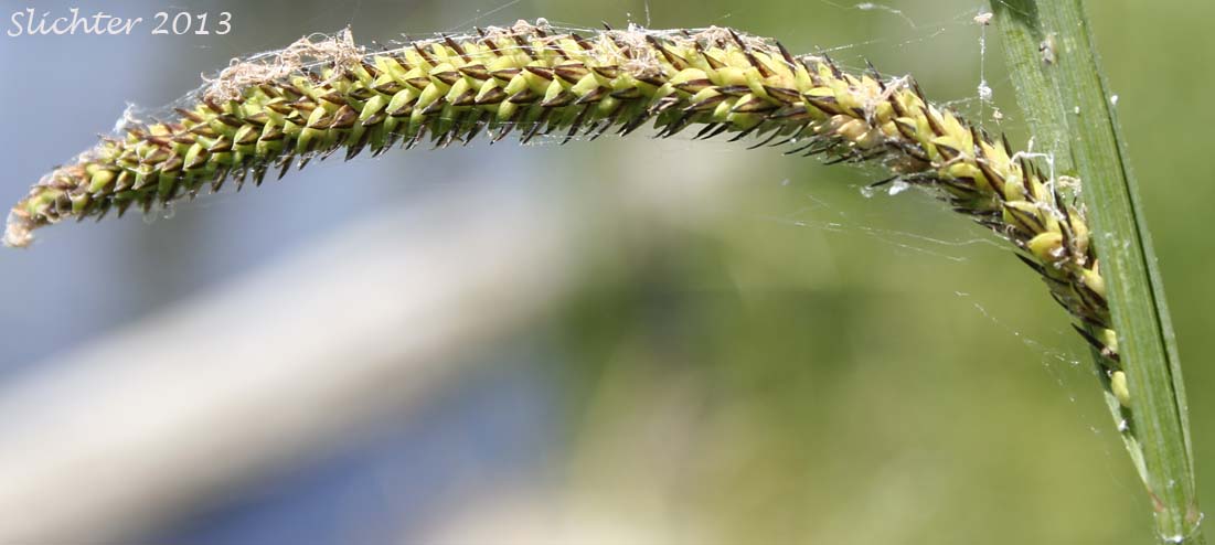 Lateral female spike of Water Sedge: Carex aquatilis var. aquatilis (Synonyms: Carex acutinella, Carex aquatilis ssp. altior, Carex aquatilis var. altior, Carex aquatilis var. substricta, Carex interimus, Carex pachystoma, Carex substricta, Carex suksdorfii, Carex variabilis)