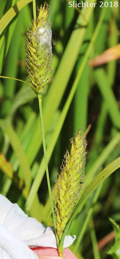 Awned Sedge, Wheat Sedge: Carex atherodes