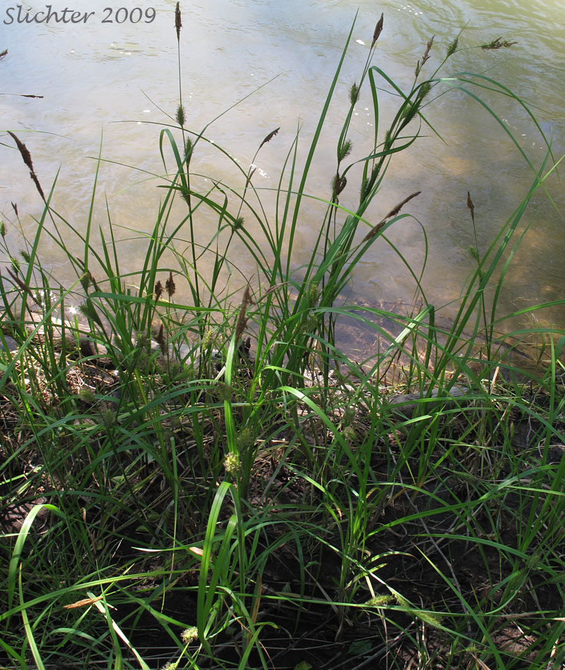 awned sedge: Carex atherodes