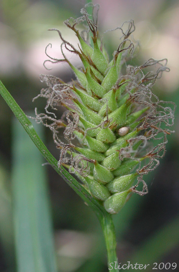 Female spike of awned sedge: Carex atherodes