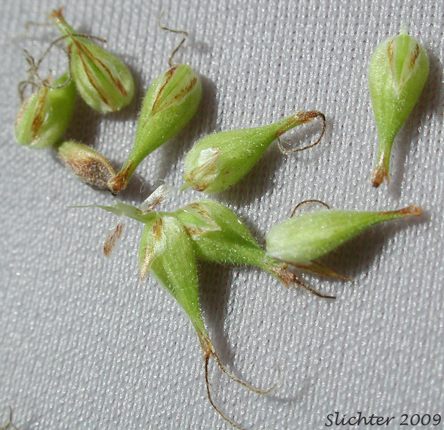 Perigynia of awned sedge: Carex atherodes