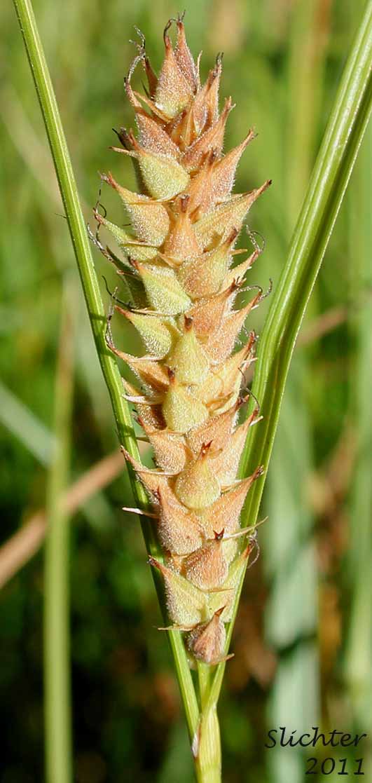 Close-up of the inflorescence of Awned Sedge, Wheat Sedge: Carex atherodes