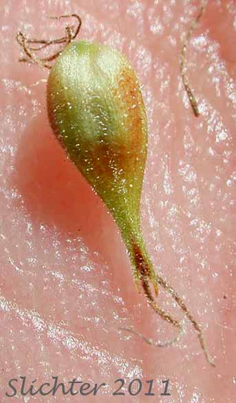 Close-up of a perigynia of Awned Sedge, Wheat Sedge: Carex atherodes
