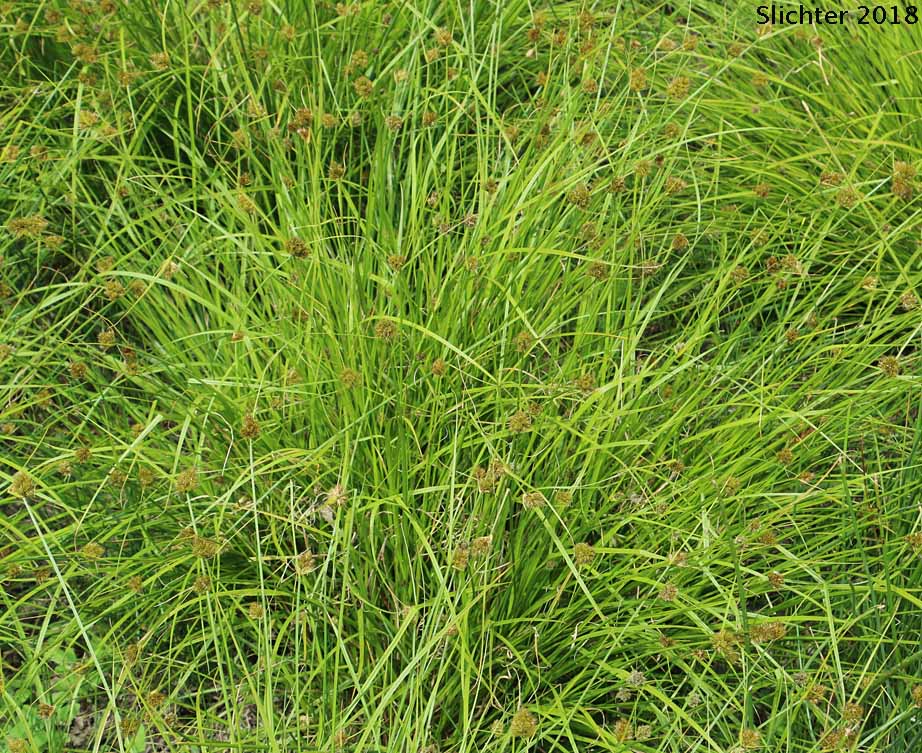 Habitat of Slenderbeak Sedge, Slender-beak Sedge: Carex athrostachya (Synonym: Carex atherostachya misspelled)