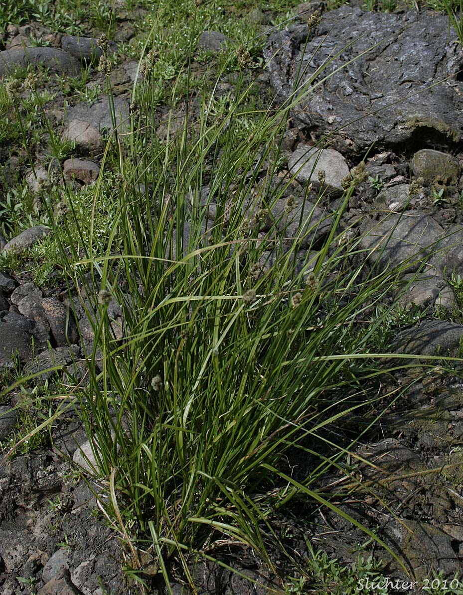 Slenderbeak Sedge, Slender-beak Sedge: Carex athrostachya