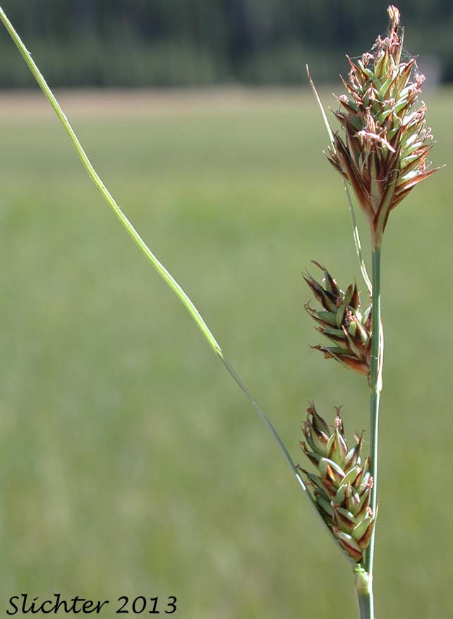Inflorescence of Brown Bog Sedge, Buxbaum's Sedge: Carex buxbaumii (Synonyms: Carex buxbaumii var. anticostensis, Carex holmiana, Carex polygama)