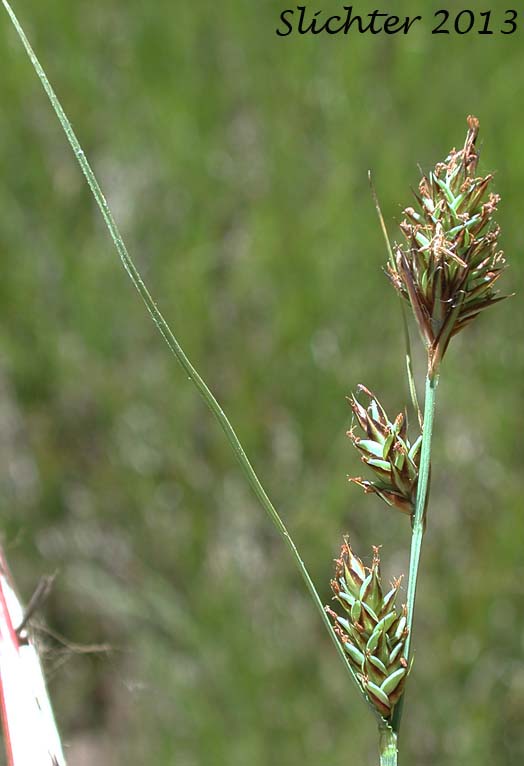 Inflorescence of Brown Bog Sedge, Buxbaum's Sedge: Carex buxbaumii (Synonyms: Carex buxbaumii var. anticostensis, Carex holmiana, Carex polygama)