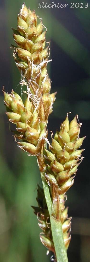 Inflorescence of Grey Sedge, Silvery Sedge: Carex canescens ssp. canescens